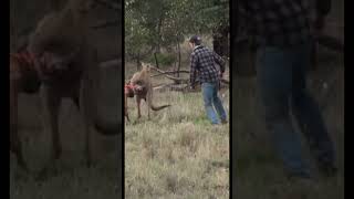 Man Fights Kangaroo To Save His Dog [upl. by Terrej]