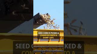 How to Harvest Seed Corn agriculture corn farming [upl. by Eirelam435]