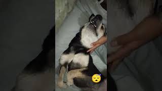 Khane ka peene ka aur sone ka bss😅😅dogsfunnyshorts [upl. by Rebmeced]