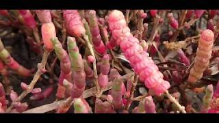 Salicornia europaea  common glasswort or just glasswort Greece by Theo Fotiadis [upl. by Hseyaj305]