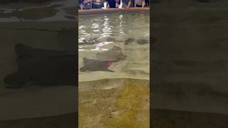 stingray sting aquarium ocean youtubeshorts youtube shorts short shortvideo trending [upl. by Lorrie437]