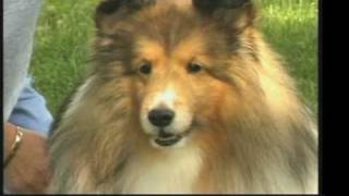 The Love of DogsShetland Sheepdog  Herding Dogs [upl. by Ilahtan882]