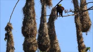 Montezuma Oropendola Displaying [upl. by Dovev166]