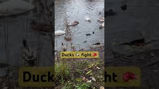 Ducks 🦆 fight 🥊 [upl. by Ertemed]