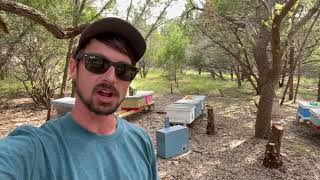 TRANSFERRING A PACKED SWARM TRAP  A DIFFERENT METHOD [upl. by Lipcombe858]