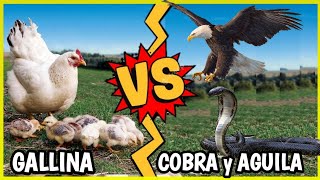 Gallina Vs Águila y Cobra  Gallina Atacando [upl. by Rolyab]