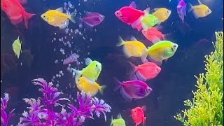 GloFish Tetra Lessons from Last 3 Years  Hindi  GloFish Tetra Care [upl. by Johann]