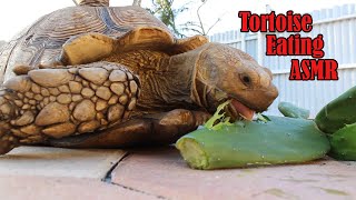 Tank the Giant Tortoise Eating Cactus ASMR [upl. by Santos]