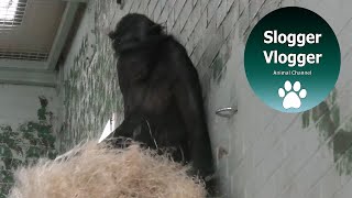 Bonobo Mum Seems To Have Lost Her Baby In Her Bed [upl. by Aihseit120]