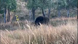 Ranthambhore national park ranthambhoretiger [upl. by Oilasor]