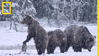 Les loups chassent en meute contrairement aux ours [upl. by Pedro]