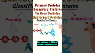 Primary Secondary Tertiary Quaternary Proteins protein classificationofproteins short shorts [upl. by Aneres219]