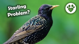 How To Discourage Starlings and other Bully Birds [upl. by Akimot]