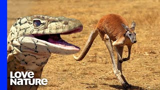 Monster Lizard Hunts Kangaroo [upl. by Assilrac]