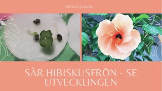 🌱Hibiskus från frö till planta [upl. by Nishom184]