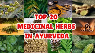 20 Best Medicinal Plants and Their Uses in Ayurveda [upl. by Zeuqirdor]