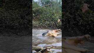 crocodile fishing [upl. by Johnstone]