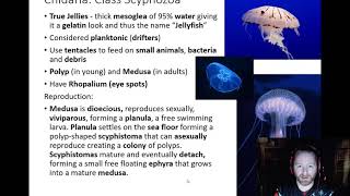 Cnidaria  Class Staurozoa and Scyphozoa [upl. by Troyes]