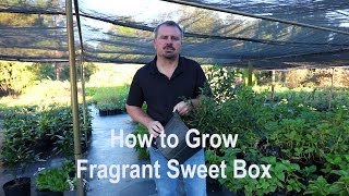 How to grow Fragrant Sweet Box Sarcococca ruscifolia with detailed description [upl. by Norehc]