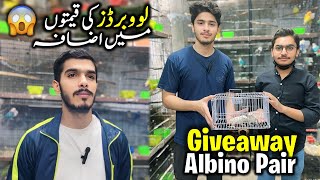 Giveaway Albino Pair 😍  لوو برڈز کی قیمتیں بڑھنے کا امکان 😱 birdshouse youtubegrowth youtube [upl. by Enrique]