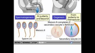 Gametogenesis animation [upl. by Ailaham]