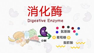 消化酶 Digestive Enzyme（人体酵素）｜身体里的消化酶有哪一些？酶怎样消化食物？  食物的分解反应 amp 营养的合成反应 [upl. by Laundes]