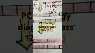 PCR polymerase chain reaction biology diagram class 12th bio pcr imp structure 🤗🤗🎯🎯👍👍👍 [upl. by Nosyk405]