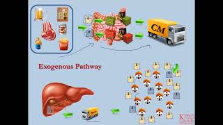 Lipids and Lipoproteins  Part 2  Exogenous Pathway [upl. by Veradi830]