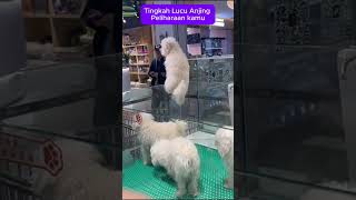 Anjing Lucu kalau gk haram Pelihara doglover [upl. by Egief]