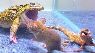 Asian Bullfrog With Angry Tree Lizard And Mouse Asian Bullfrog Live Feeding [upl. by Bushore]