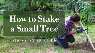 How to Easily Install a Tree Stake amp Tie Single Stem Trees up to 25m  Tree 101 [upl. by Nisior]