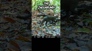 Jaguarundi Onza on Trail Cam [upl. by Meekah]