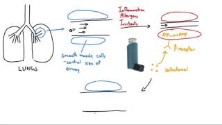 Salbutamol Ventolin Explained in 2 Minutes [upl. by Harsho]