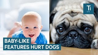 Why selective breeding is harming our pets [upl. by Tobe]