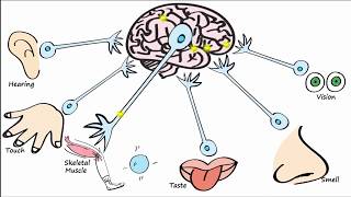 Electrophysiology Part 1  The Resting Membrane Potential RMP amp Action Potentials [upl. by Kippie944]