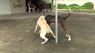 perros peleando [upl. by Sivie]