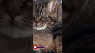 Kucing lawak part11 funny viralvideo shorts [upl. by Nael]