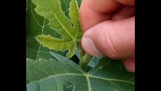 How to promote branching amp fruiting by pinching fig trees [upl. by Oirelav]