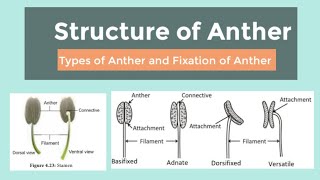 Structure of anther types of anther and fixation of anther [upl. by Anaert]