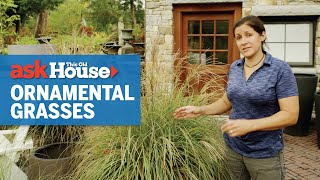 All About Ornamental Grasses  Ask This Old House [upl. by Shanie]