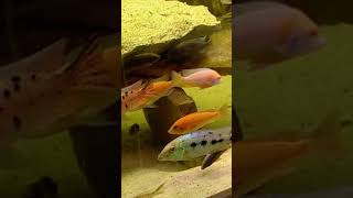 Fische oder Frau 🐠  EXKLUSIV  DIE REPORTAGE shorts [upl. by Layne191]