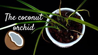 How to grow and care for Maxillaria tenuifolia  Repotting my coconut orchid into a fresh medium [upl. by Cort]