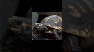 Conoce a las tortugas de patas rojas🐢🐢🐢 Increíbles animales shortvideo [upl. by Presley234]