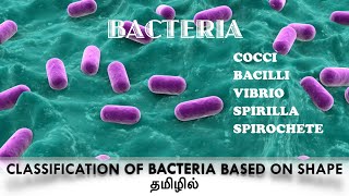 Classification of bacteria based on the shapecocci  Bacilli Vibrio Spirilla  Spirochaete Tamil [upl. by Htnnek]