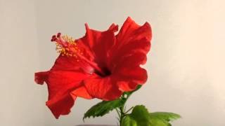 KETMIA RÓŻA CHIŃSKA OKRA Hibiscus rosasinensis [upl. by Rimahs]