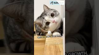 What to feed your kitten A nutritional guide kittenfood kittencare cattips [upl. by Egidio]