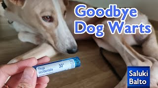 PRODUCT REVIEW Thuja Occidentalis 30c 🐕 Get Rid of Dog Warts Canine Papilloma Virus  Saluki Balto [upl. by Orrin]