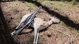 NSW State Forest Hunt  March 2024  Fallow Doe Catch amp Cook  Savage Model 24F Combination Gun [upl. by Adnilahs]