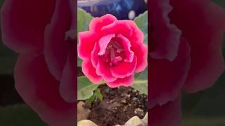 Gloxinia🌸🌸nature naturelovers flowers gloxinia youtubeshorts trending viralshorts [upl. by Ronel]