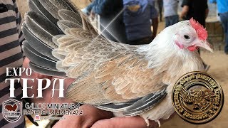 Precio de los gallos kikirikis aztecas Expo Tepa [upl. by Sine]